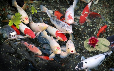 Thi công hồ cá Koi